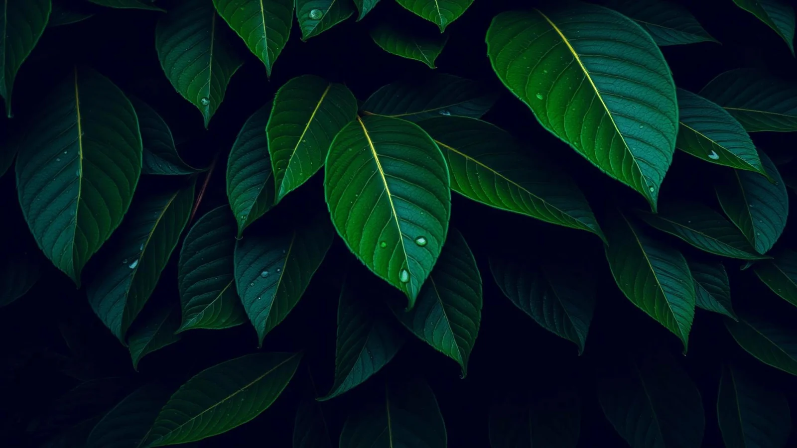 Foglie verdi di lime, essenza naturale del liquore LimeOlé